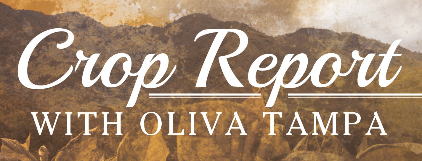 Crop Report with Oliva Tampa content main image