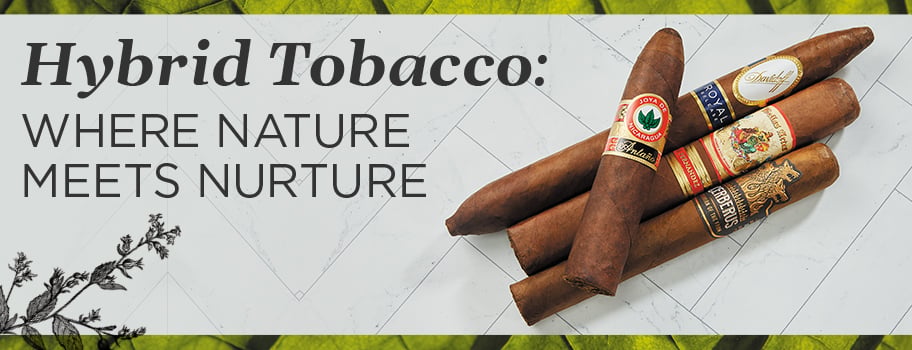 Hybrid Tobacco: Where Nature Meets Nurture